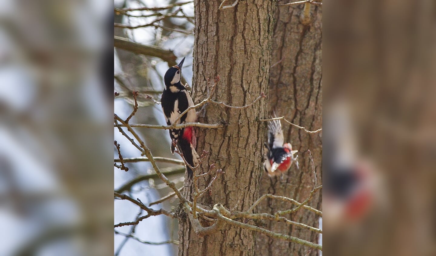 Twee grote bonte spechten hebben elkaar gevonden en zijn aan het baltsen (Ridderoordse bossen, april 2021).