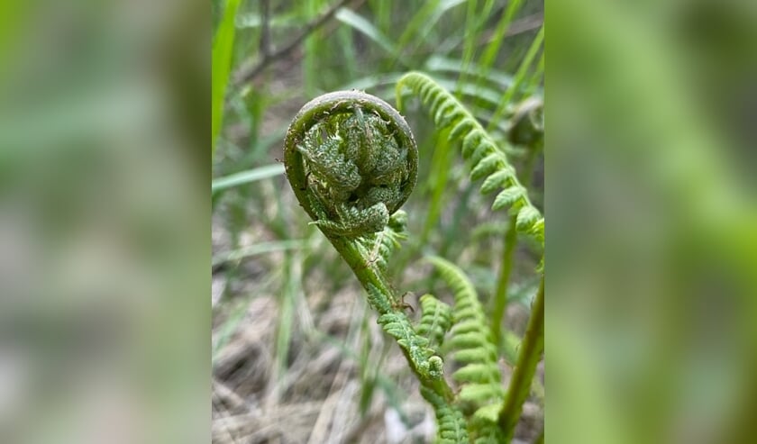 Natte natuur