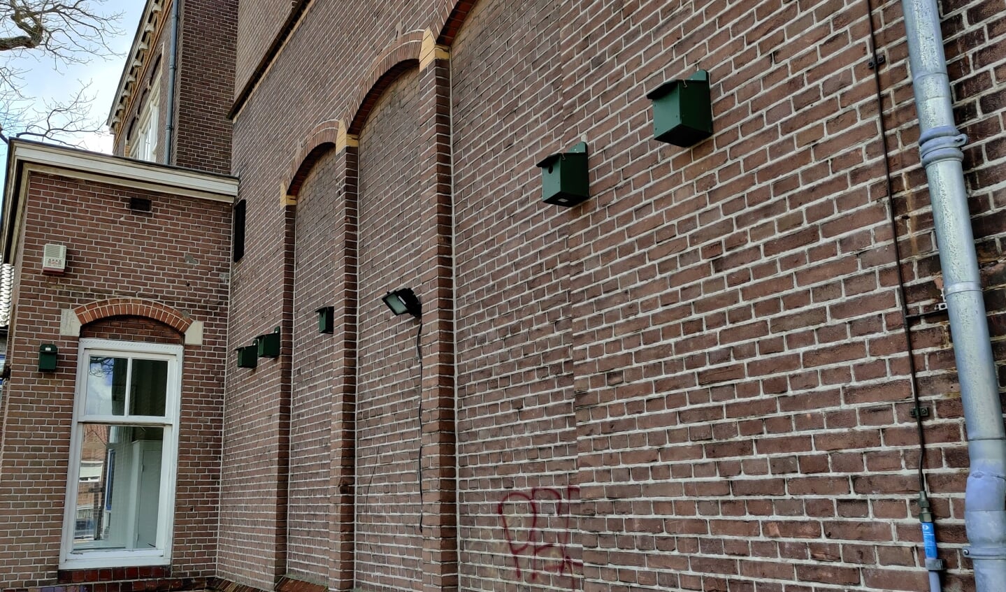 In de directe omgeving van deellocatie Jasmijnstraat 6A zijn meerdere tijdelijke vleermuiskasten opgehangen.