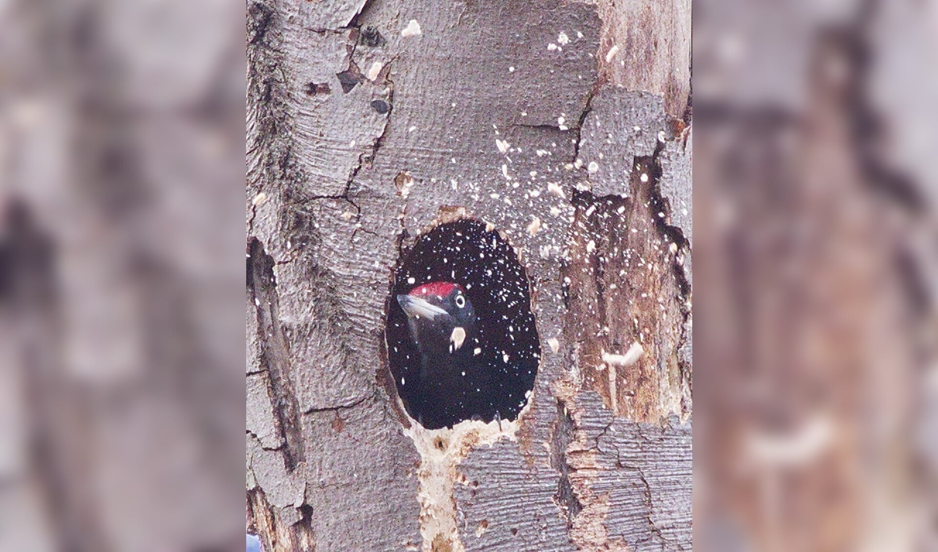 Een zwarte specht maakt een nieuw ovaal nest; hij gooit hier de houtsnippers uit het nest (Ridderoordse bossen, april 2021).