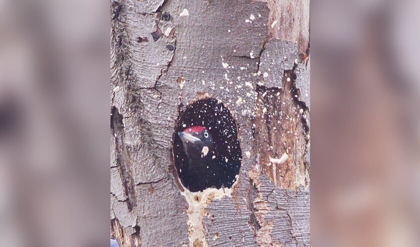 <p><em>Een zwarte specht maakt een nieuw ovaal nest; hij gooit hier de houtsnippers uit het nest (Ridderoordse bossen, april 2021).</em></p>