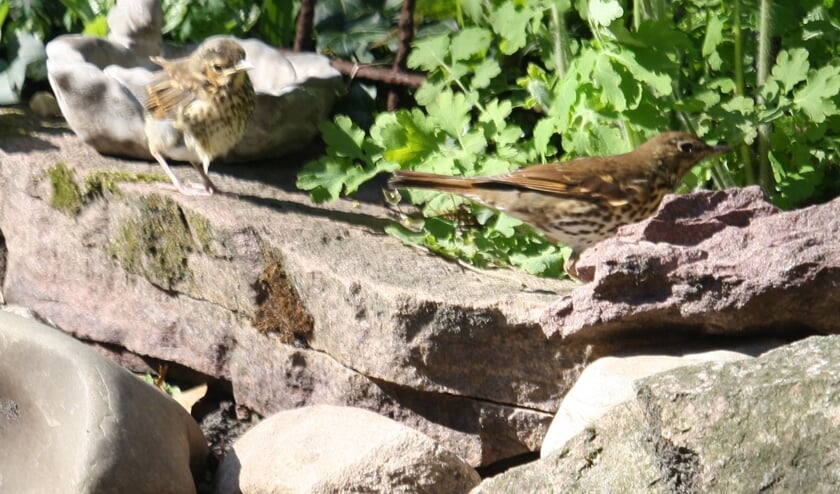 De lijsters voelen zich nog veilig in de tuin. (foto Rob Timmer)