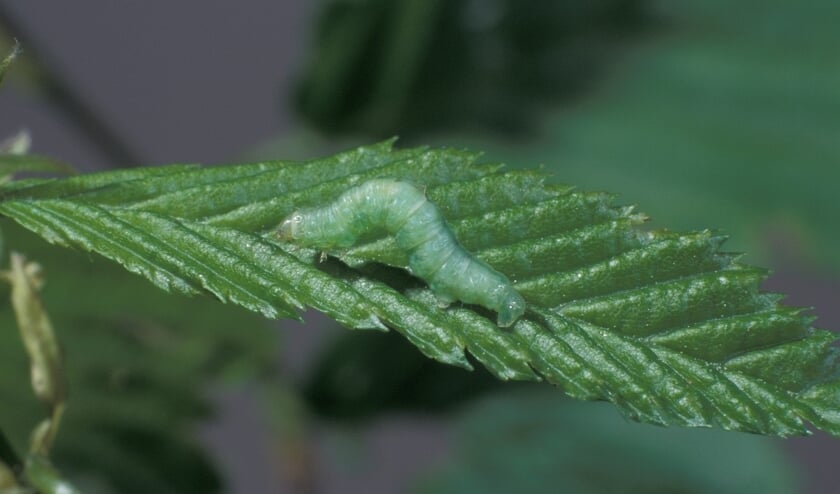 <p><em>Rups van kleine wintervlinder.66 (foto: Frits Bink)</em></p>