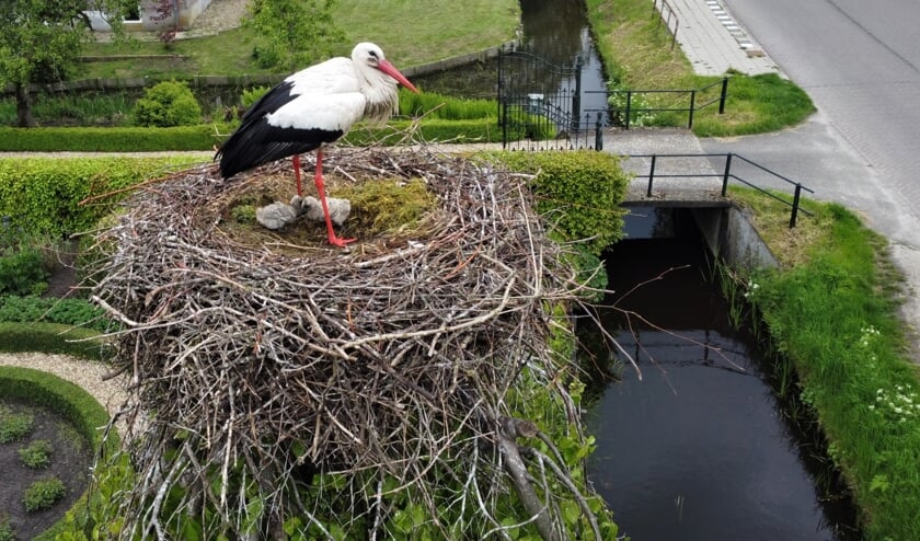 <p>Bovenop een treurbeuk aan de Kerkdijk in Westbroek waakt de ooievaar over haar jongen.</p>