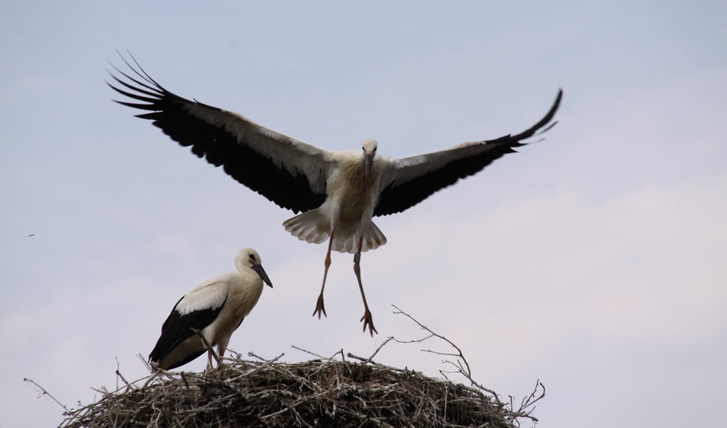 Wekenlang doen de jonge ooievaars vliegoefeningen op het nest voordat ze uitvliegen.