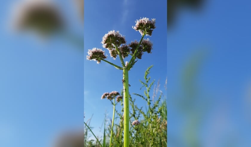 Natte voeten