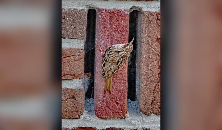 Een boomkruiper heeft een netje in een ventilatiespleet van een huis in de Leijen.