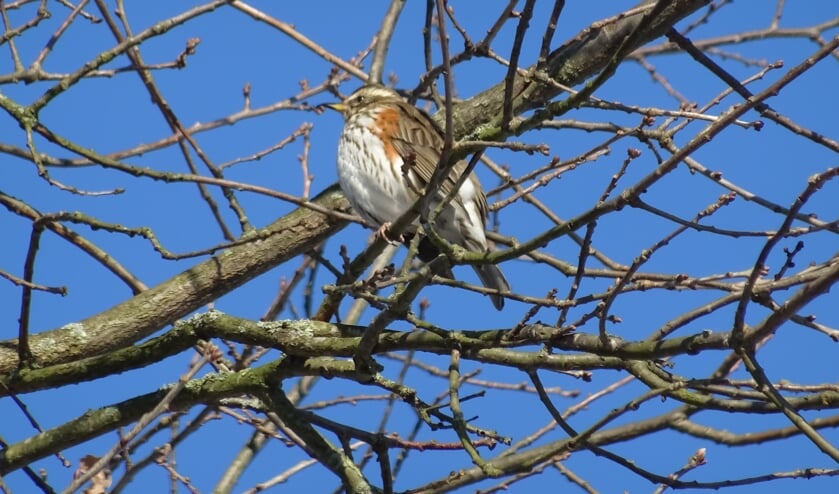 Koperwiek in de ‘buurt’ Noord-Oost De Bilt. Natuur is een van de onderdelen van de verhalenwandeling. (foto Roel de Weger)