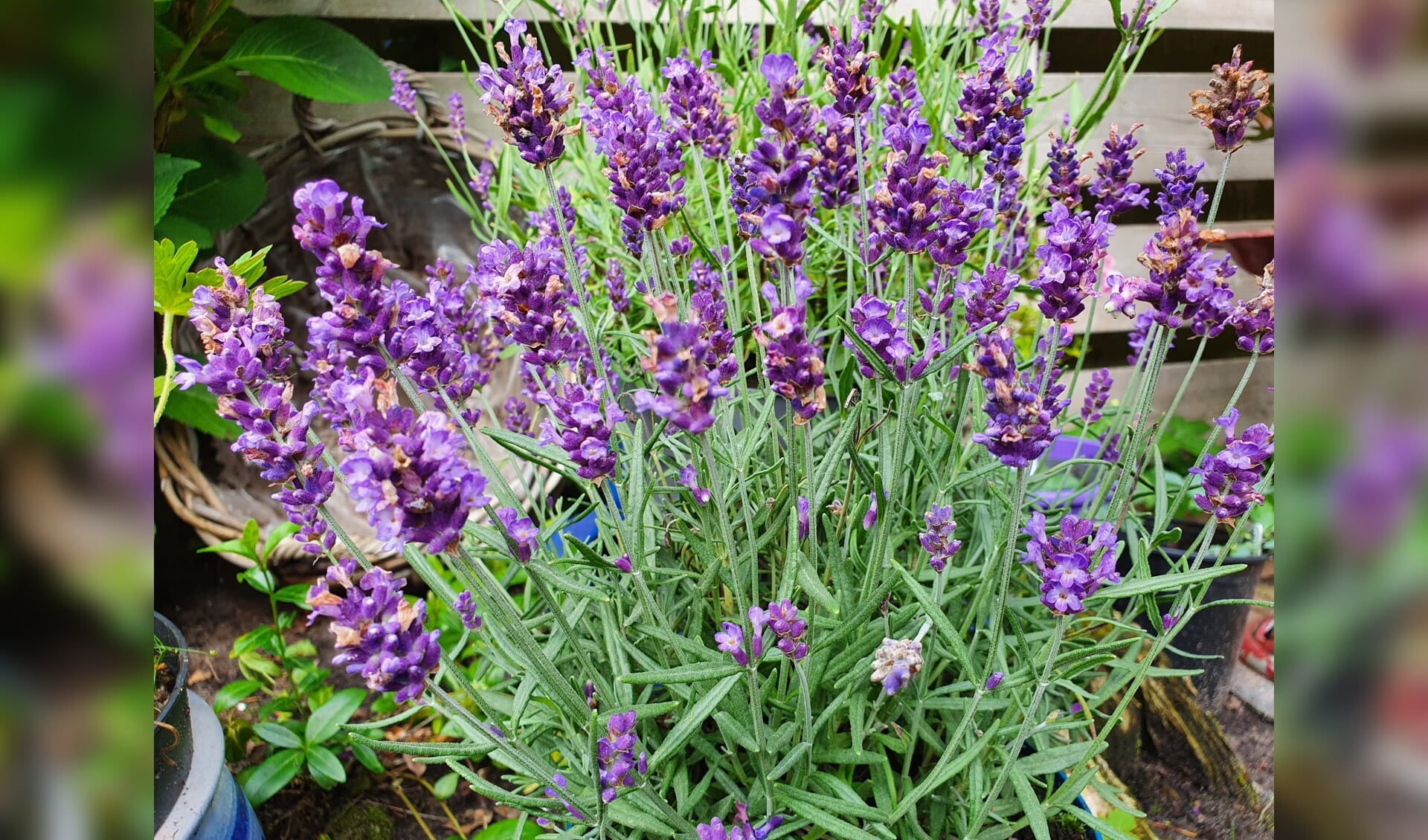 Lavendel is in trek bij bijen, hommels en vlinders; ze biedt deze onmisbare insecten een feestmaal, de hele zomer door.