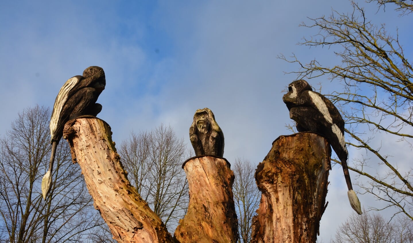 In 2020 zaagde Dave drie zwart-witte franjeapen uit een oude treurwilg in de tuin van Anne Holvast in Blauwkapel. (foto Anne Holvast).