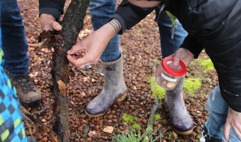 Kleine beestjes vinden in het bos vereist speurderskwaliteiten.