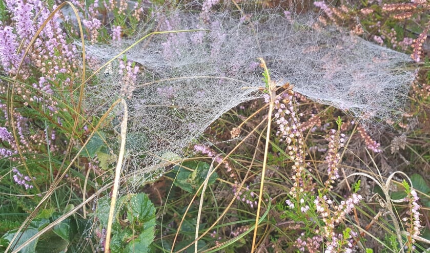 <p><em>Herfsthangmatspin in heide.(foto Jacqueline van Dam)</em></p>