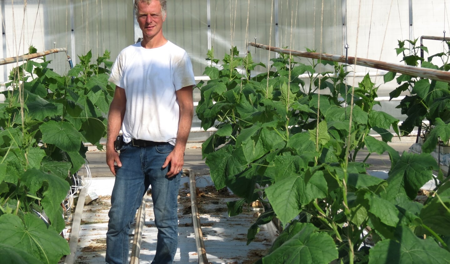 Jeroen Verheul in een zonovergoten komkommerkas.