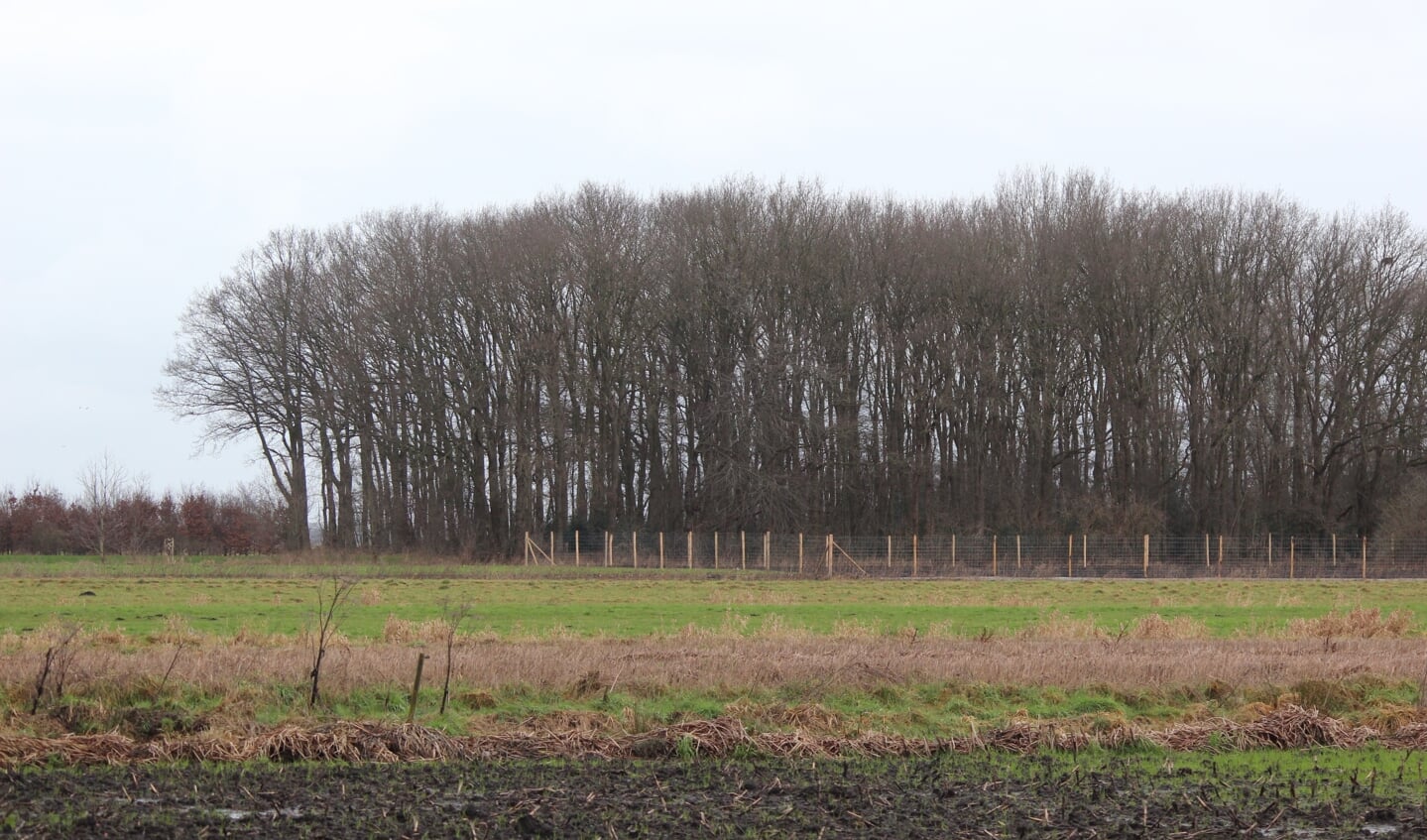 Op deze foto, genomen vanaf de Tolakkerweg, is duidelijk te zien dat de aanplant doorloopt tot het bestaande bosje.