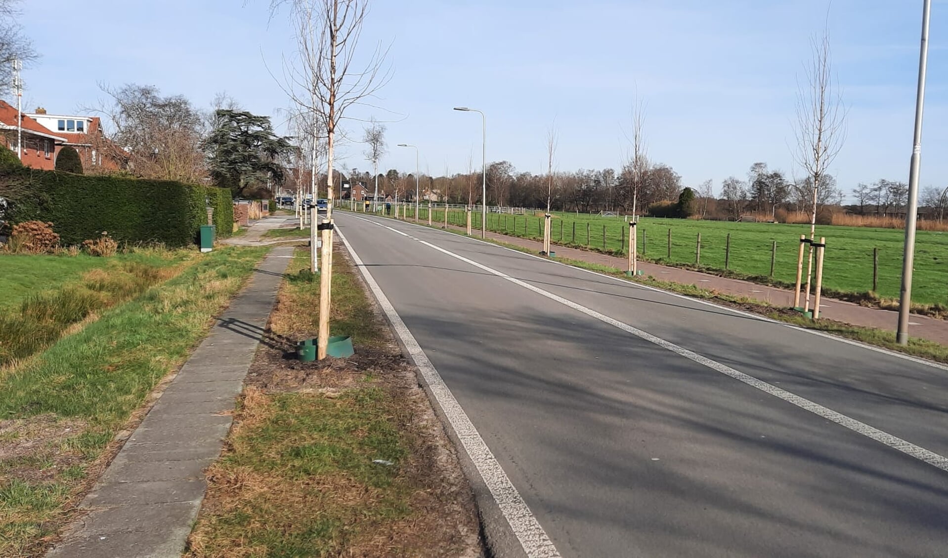 Eind januari zijn de beloofde berken geplant op de lege plekken aan de Tolakkerweg.