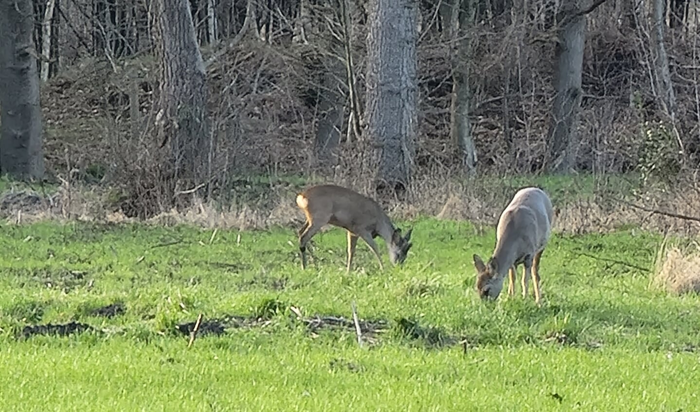 Reeën komen veel voor in de natuurgebieden van het Utrechts Landschap.