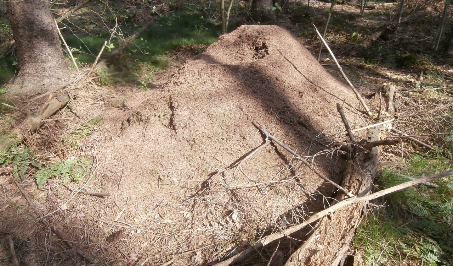 Mierenhoop in het Leyensebos.