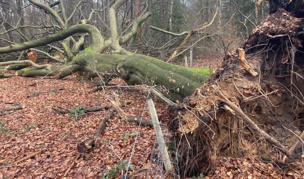 De omgevallen bomen in het bos blijven liggen. 