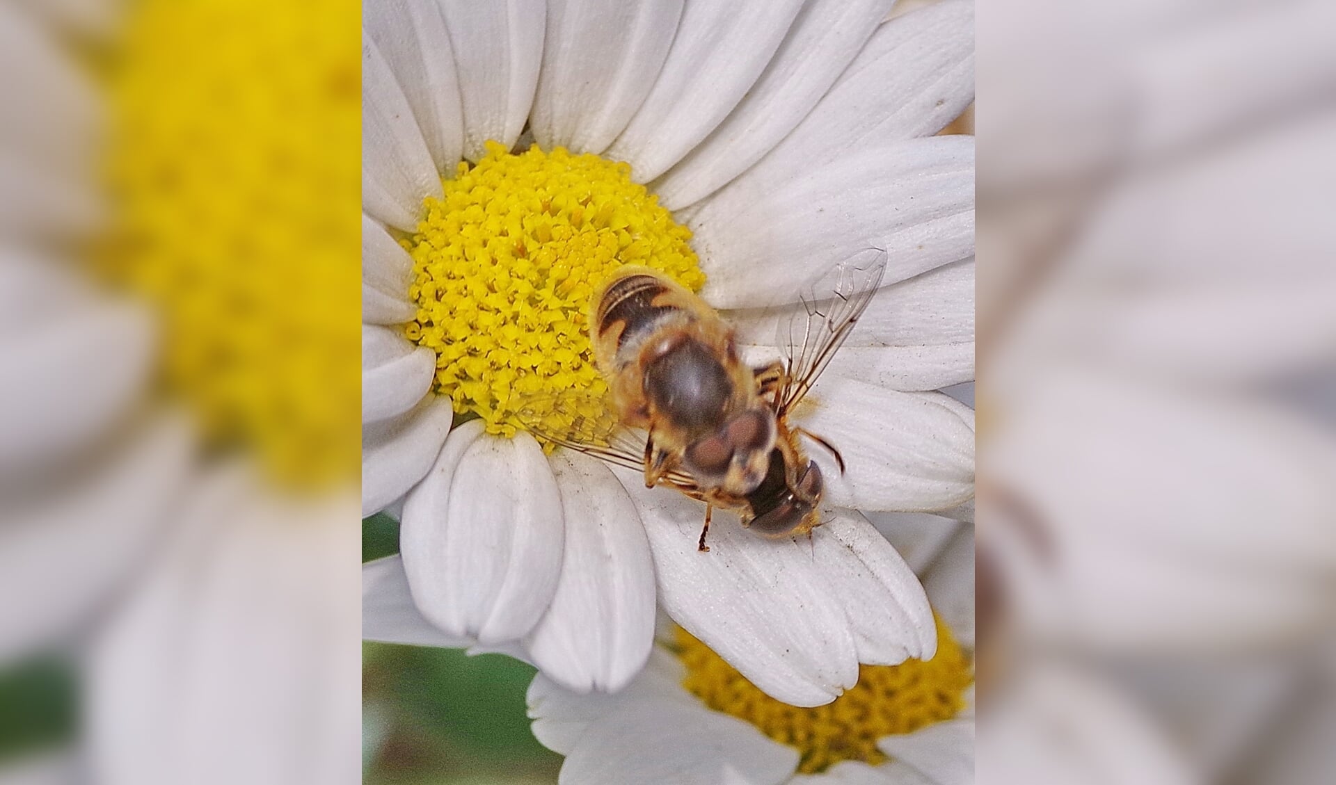 Op deze foto is te zien dat het vrouwtje foeragerend op de bloem zit en het mannetje zwevend erboven. 