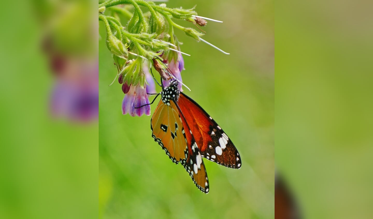 De Monarchvlinder die waarschijnlijk vanuit de Botanische tuinen van de RUU naar Sandwijck is gegaan.