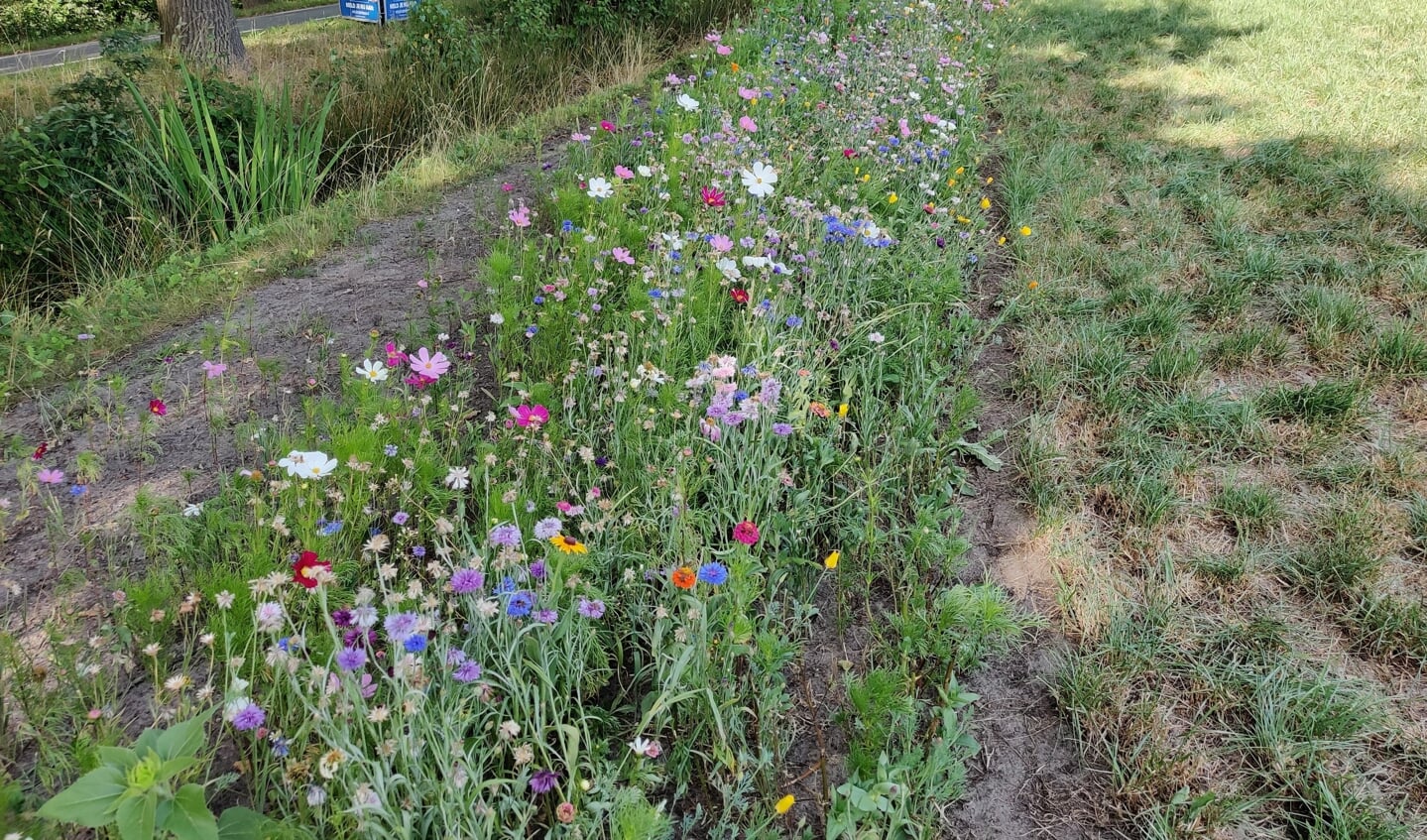 Een bloemenstrook deel-uitmakend van een weiland is eigendom van de agrariër en bestemd voor de insecten en bijen.