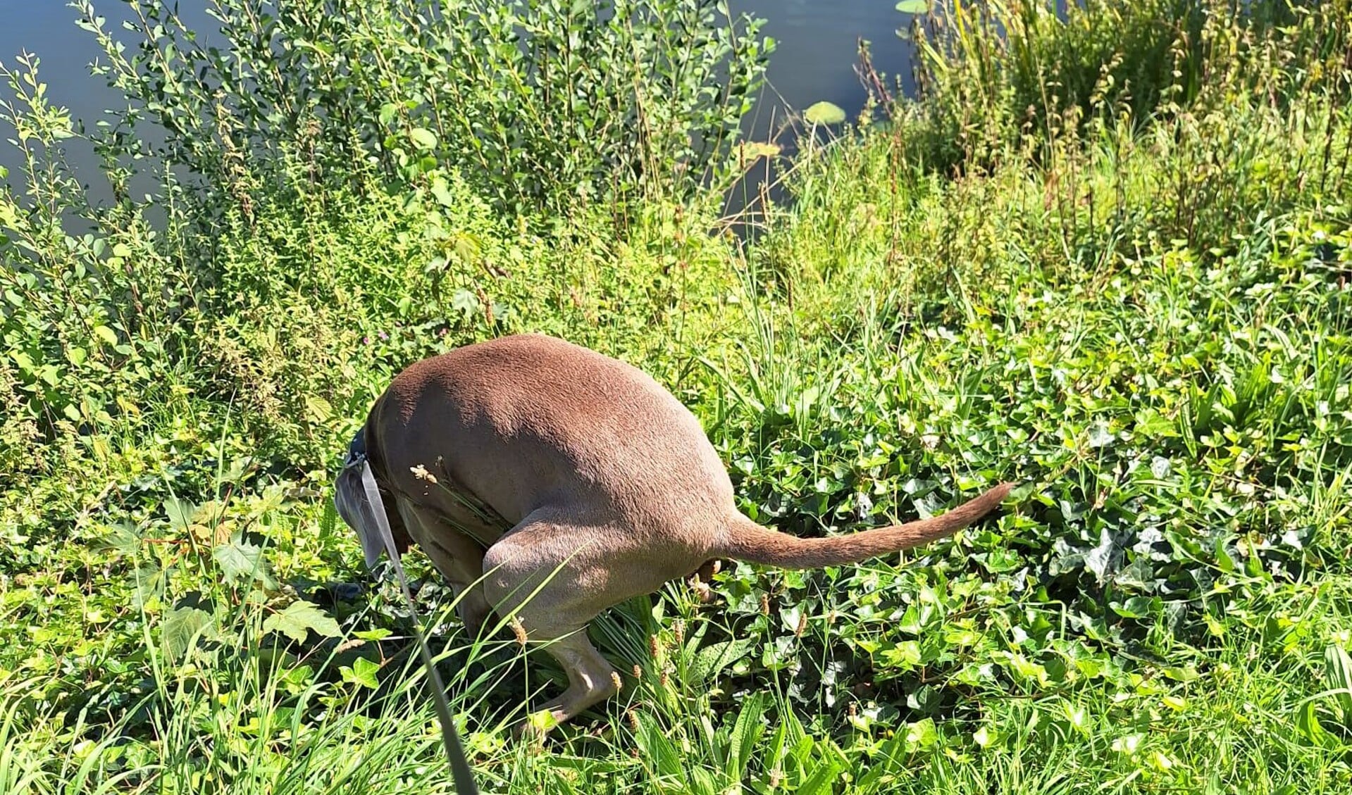 Is het beste moment om een hond te portretteren werkelijk tijdens het poepen…