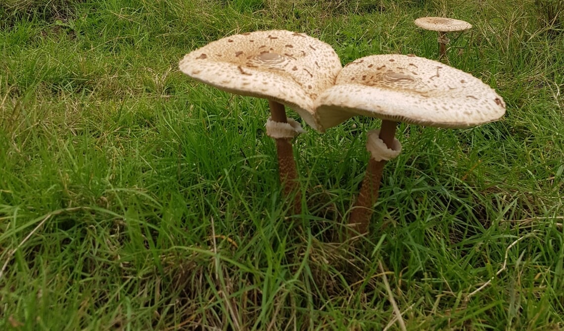 <p>Deze zwammen komen snel voor de dag.</p>