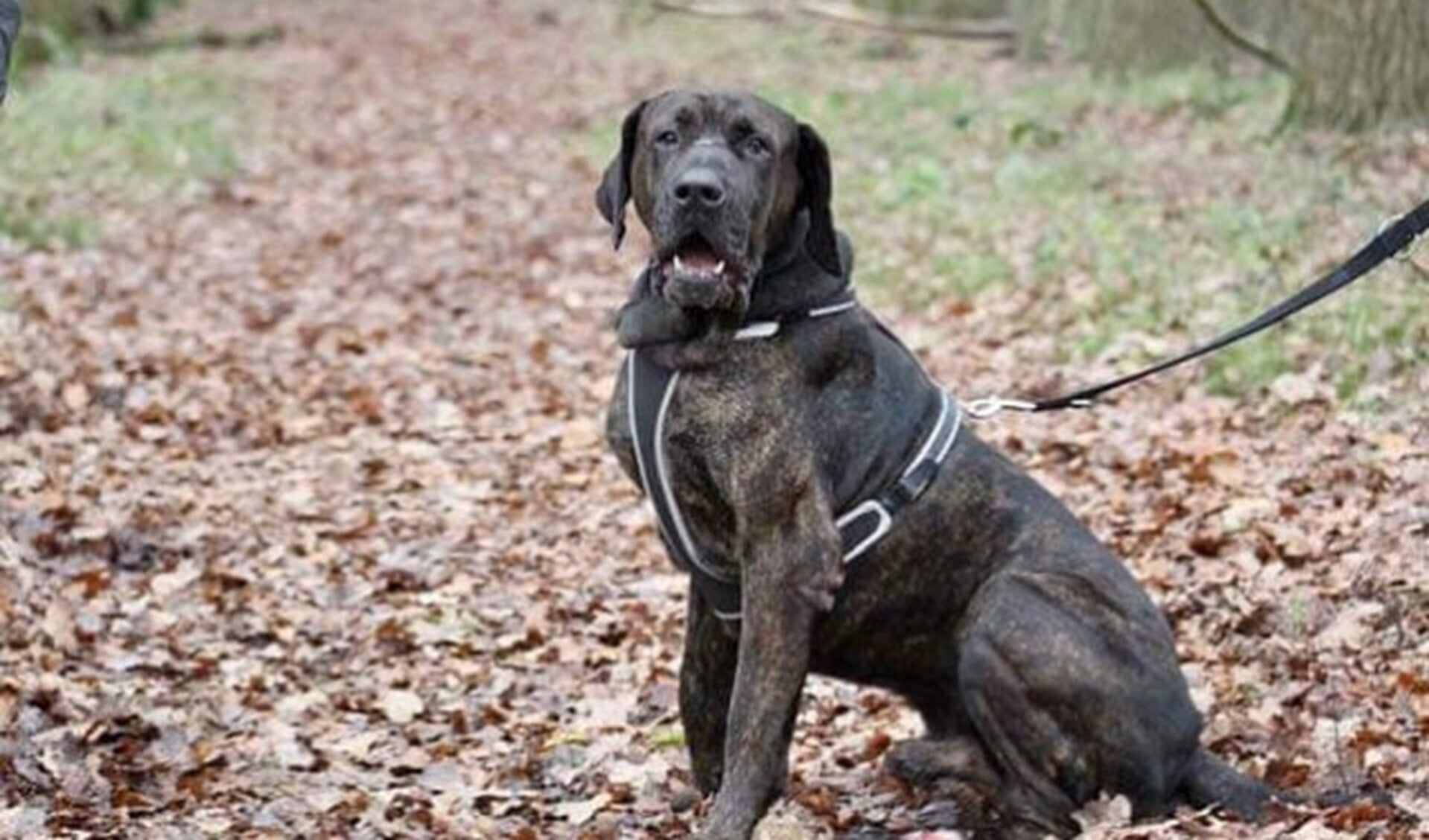 Opvangen, verzorgen, begeleiden en plaatsen van de honden, kost veel geld.  FOTO: Animal in Need.