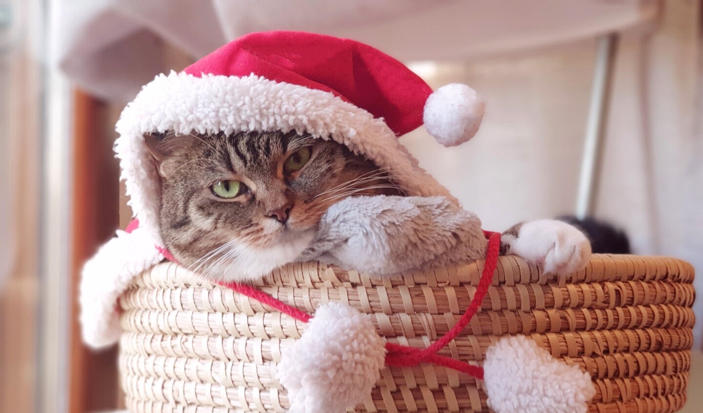 Kerst is er voor iedereen! FOTO: PixaBay.