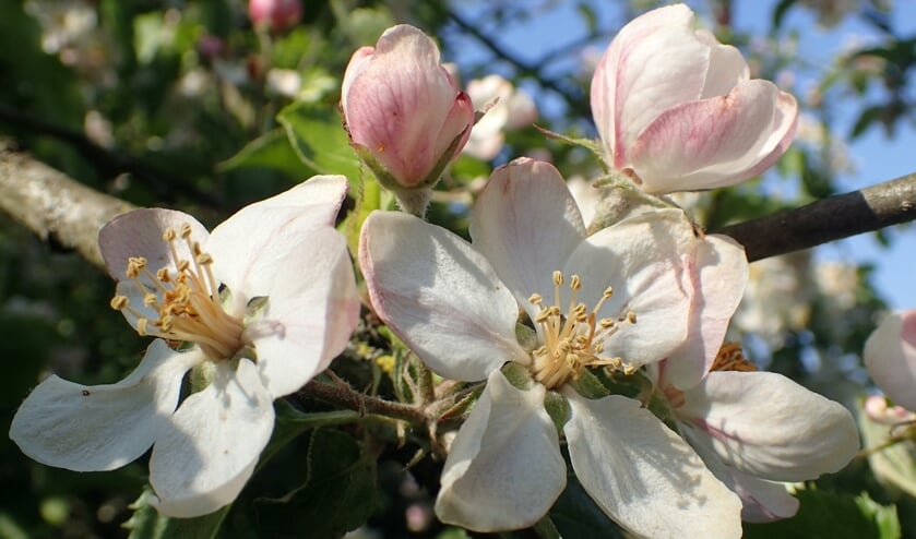 Appelbloesem: knoppen en bloemen komen pas tot ontwikkeling na voldoende uren licht en warmte. FOTO: Dré Verhagen