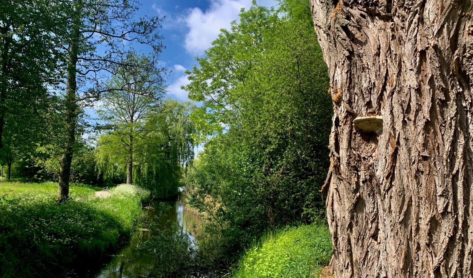 Een gedeelte van het gebied heeft de uitstraling van een park. FOTO: Rien de Schipper.
