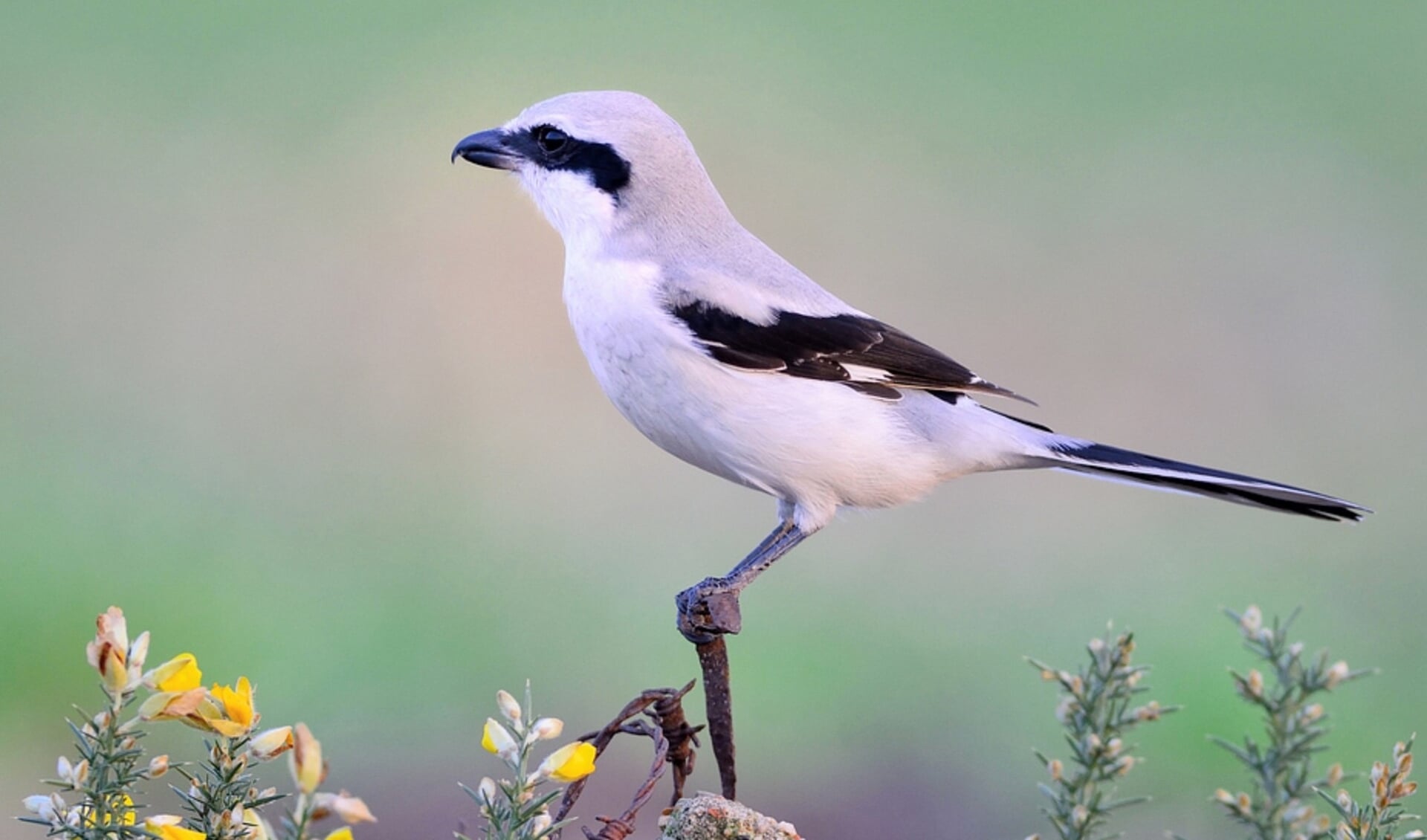 De klapekster is een zeldzame vogel geworden die sinds het jaar 2000 niet meer broedt in Nederland. FOTO: Marcel van de Kerkhof.