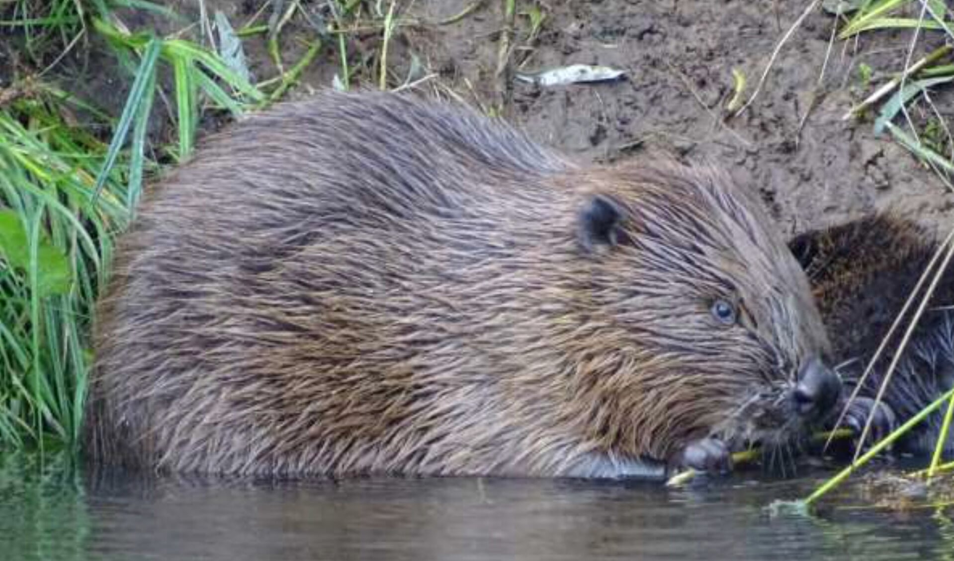 De sporen van een bever zijn veel gemakkelijker te vinden dan de bevers zelf. FOTO: Evert Houniet.