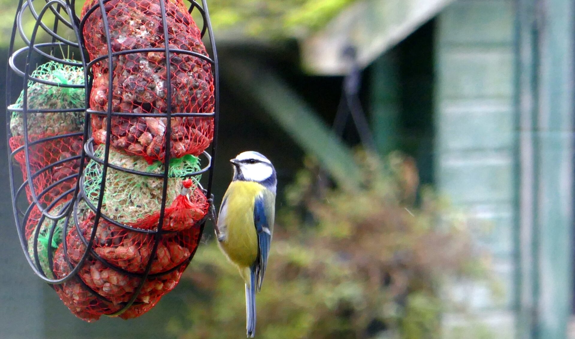 De pimpelmees is een behendige acrobaat in de wintertuin. FOTO: Rien de Schipper.