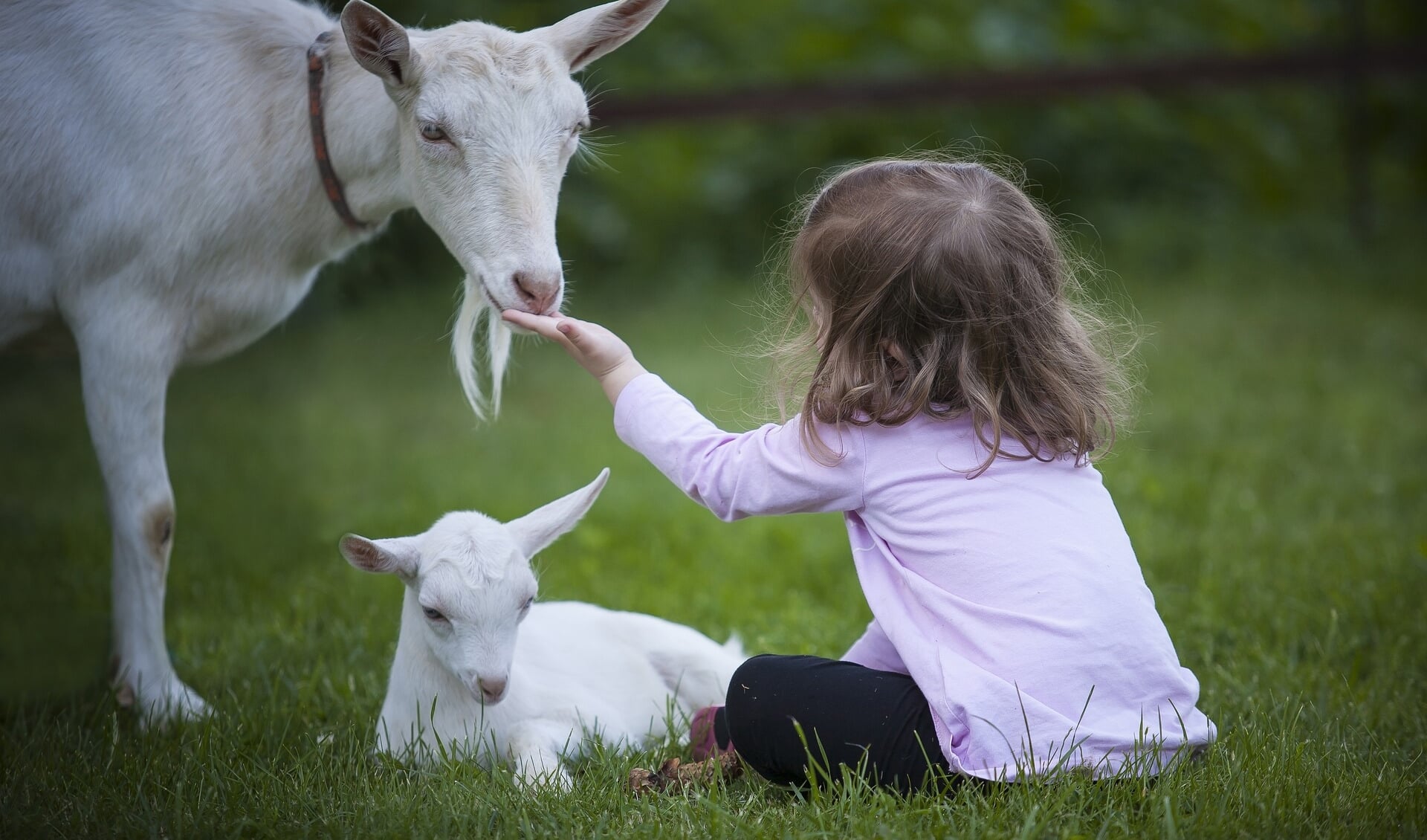 Geitjes kijken in Veldhoven doe je alleen bij 't Geitenboerke. FOTO: PixaBay.