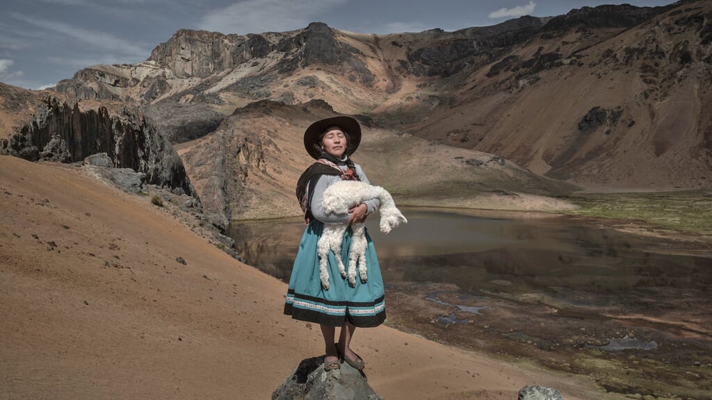 World Press Story - Zuid-Amerika | ‘Alpaqueros’ door Alessandro Cinque voor Pulitzer Center/National Geographic. ‘Alina Surquislla Gomez, een alpaca-boerin van de derde generatie, wiegt een baby-alpaca op weg naar de zomerweiden van haar familie, in Oropesa, Peru, op 3 mei 2021.’