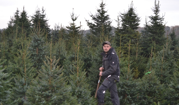 Volop zelf uit te spitten kerstbomen bij 't Mulligen.