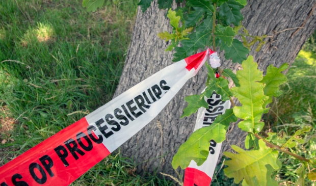 <p> De eikenprocessierups zorgt de laatste jaren voor veel problemen. </p>