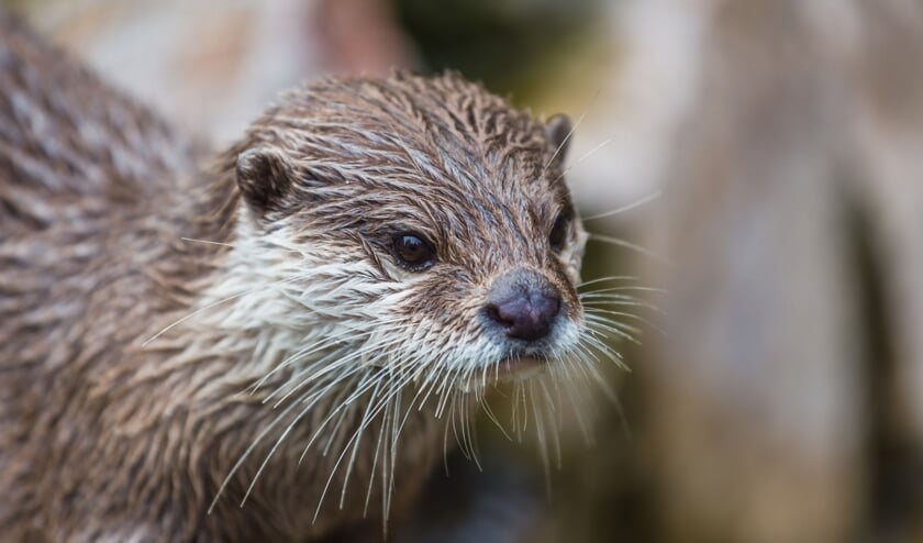 • Een jonge otter.