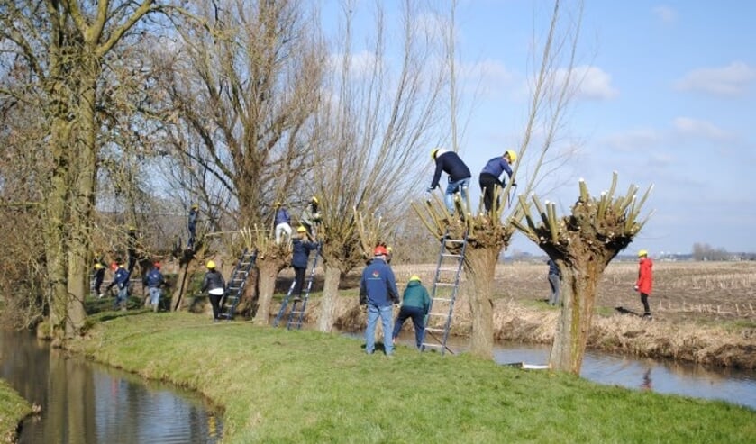 Scholieren en vrijwillige begeleiders bezig met het knotten van wilgen in de omgeving van IJsselstein. FOTO: Landschap Erfgoed Utrecht
