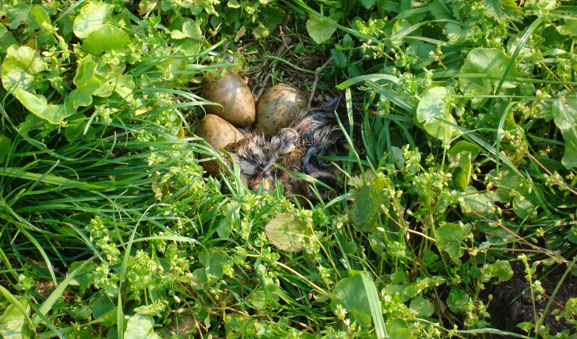 • Nest van grutto met eieren en jongen. Foto: Tom Grimbergen