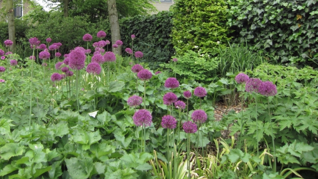 Open tuinendag in Haastrecht en Vlist