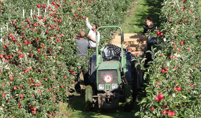 • Vooral bij de jaarlijkse fruitpluk zijn veel seizoensarbeiders nodig.