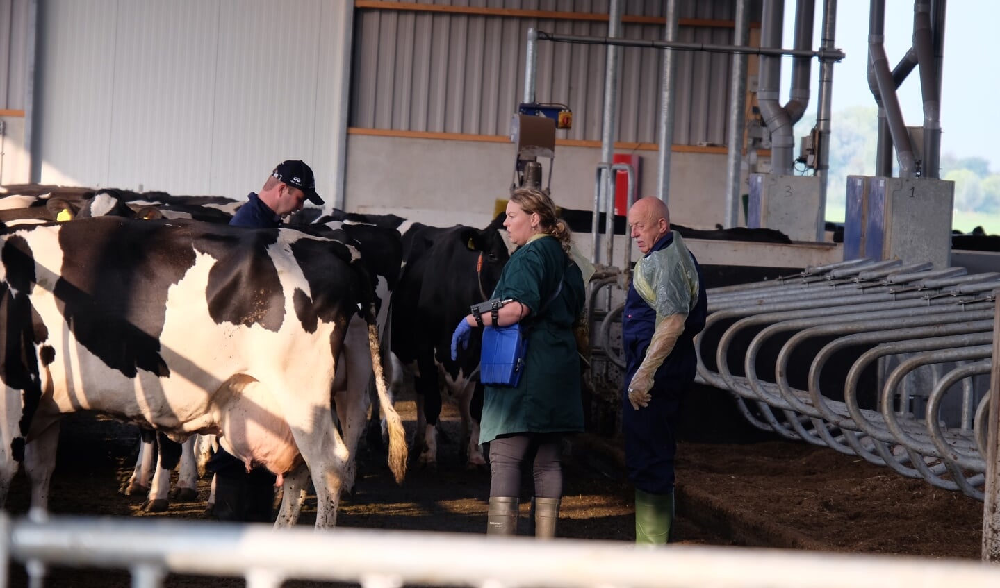 • Bezoek van Dr. Pol met dierenarts Barbara van Deuren aan veehouder Peter Kloek uit Meerkerk voor de drachtcontrole van verschillende koeien. 