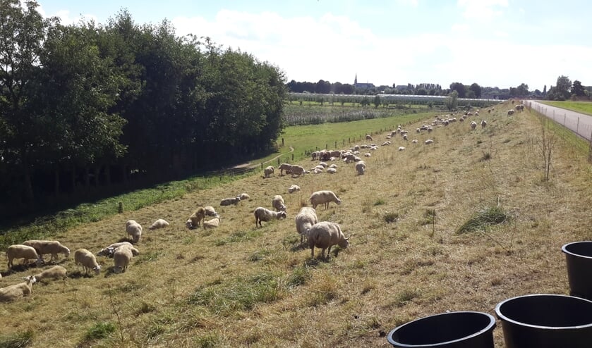 • Schapen op een dijktalud.