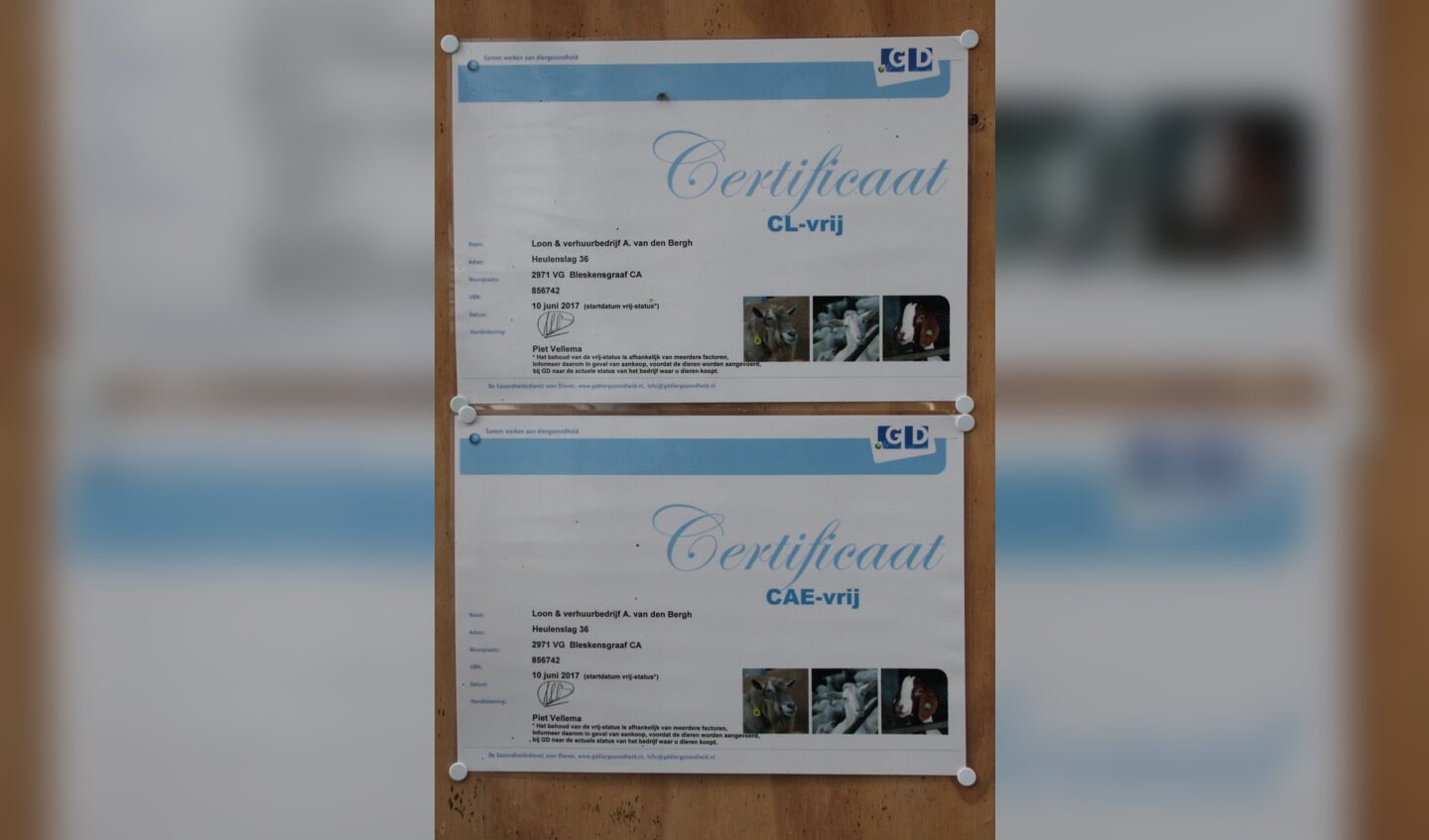 • De certificaten die aangeven dat alles in orde op de geitenhouderij van Van de Bergh. Foto: Bert Bons