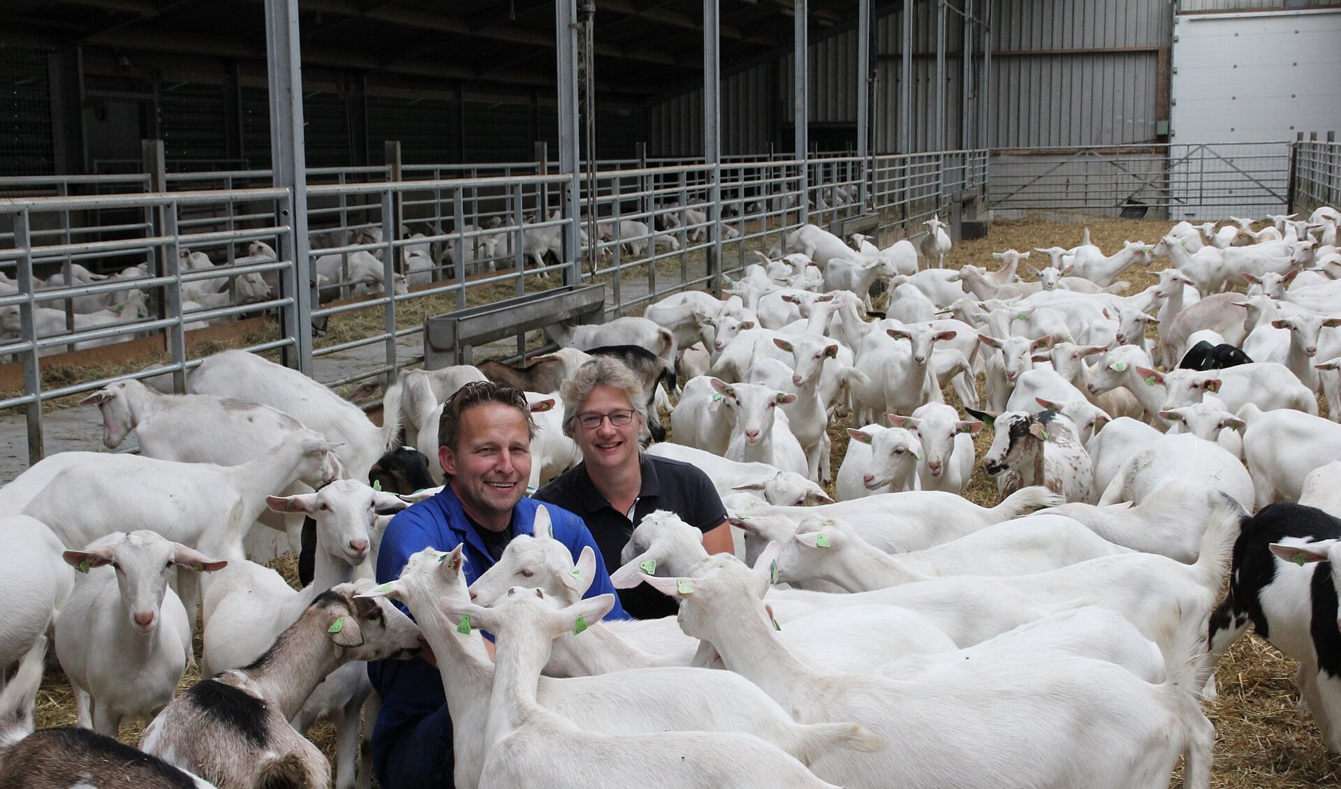 • Arie en Hanneke van de Bergh temidden van hun geiten. Foto: Bert Bons