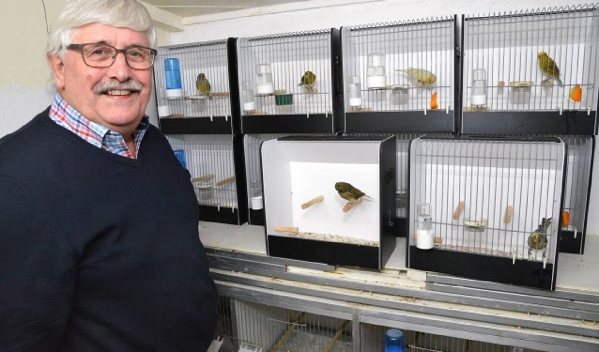 Voorzitter Leo Bocxe van de Montfoortse Vogelvereniging De Hollandse IJssel bij een aantal van zijn eigen postuurkanaries, waarvan de Lizard en de Gloster tot zijn favorieten behoren. (Foto: Paul van den Dungen)