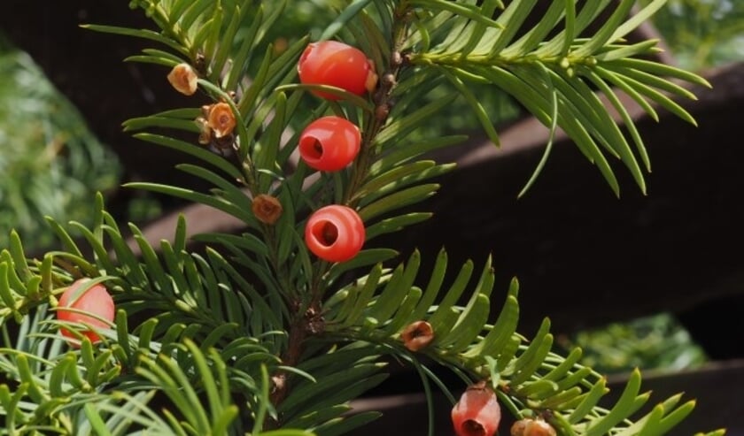 Taxus met bessen.