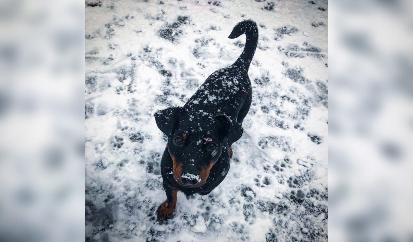 • Hond Rolex geniet in Ameide van de sneeuw. 
